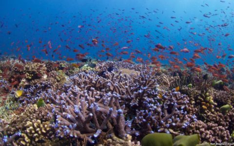 La fertilización in vitro podría ayudar a restaurar los arrecifes de coral vulnerables
