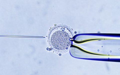 Seis formas en que la FIV cambió el mundo, de Louise Brown hasta la investigación de células madre.