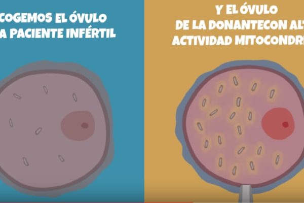 Donación de mitocondrias en Biotexcom